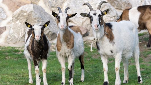 Vorschaubild zur Veranstaltung. Eine genaue Beschreibung finden Sie unter Details.